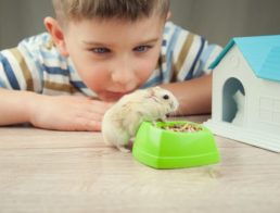 What Do You Need for a New Hamster?