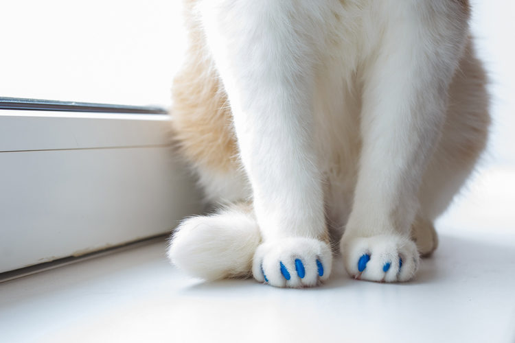plastic tips for cat claws