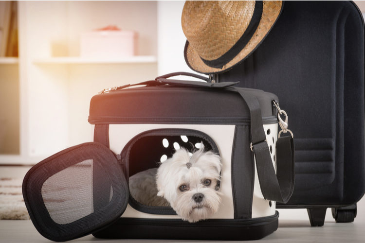 best airlines for dogs