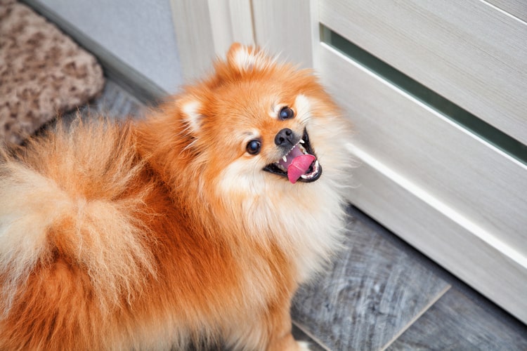 puppy doorbell