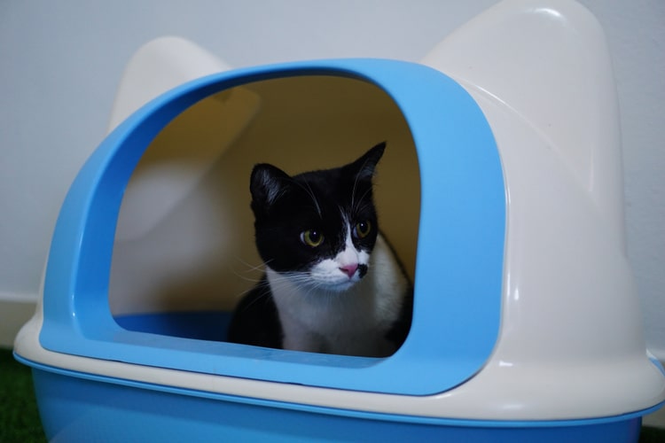 how to clean out litter box