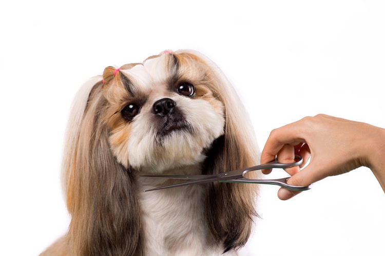 The Best Dog Grooming Scissors