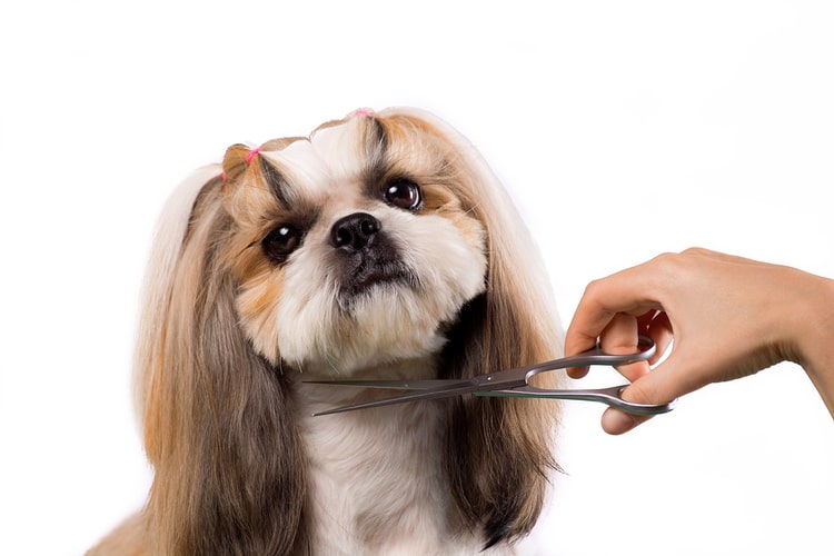 pet dog grooming