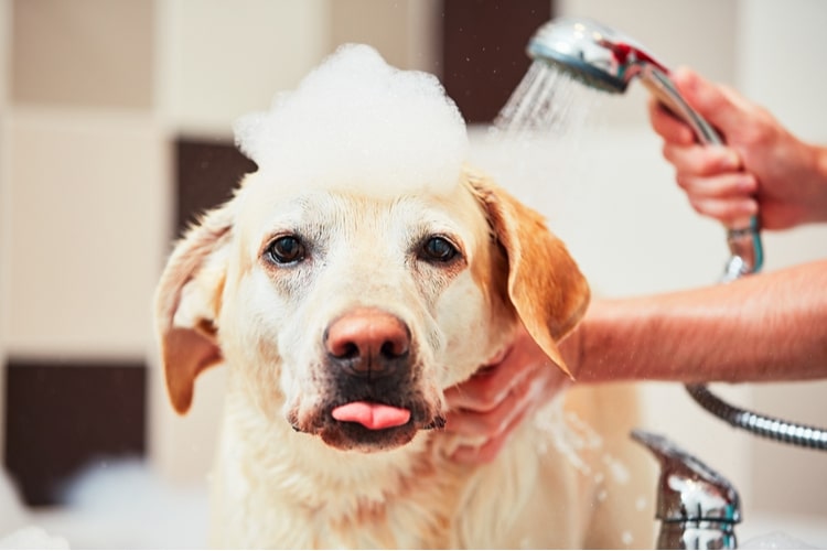 The Best Dog Shower Heads Of 2021 Pet, Dog Shower Head For Bathtub