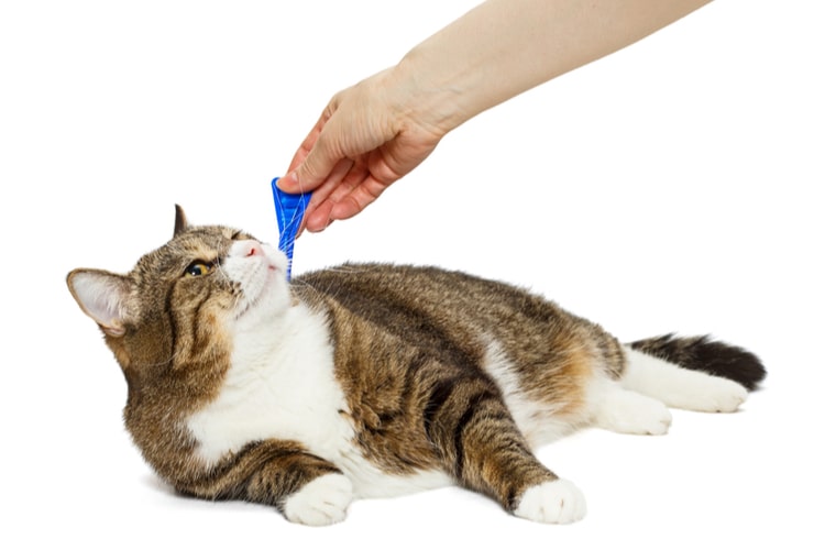flea treatment safe for nursing cats