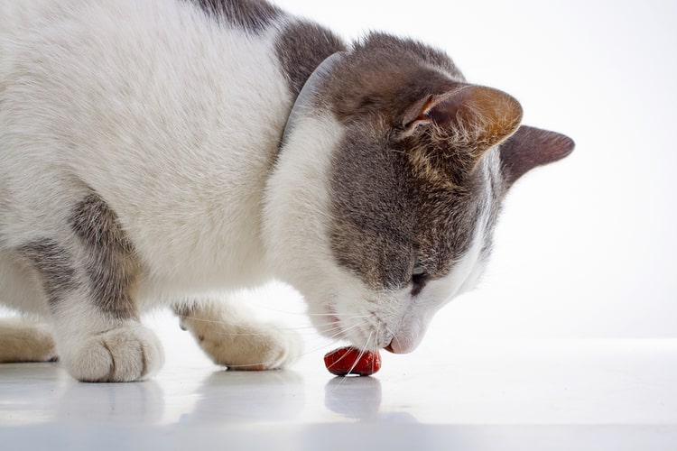 The 25 Best Cat Treats for 2020 - Pet Life Today