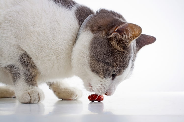 round cat treats