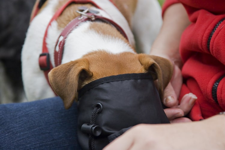 The Best Dog Treat Pouches and Bags