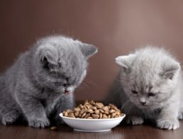 The Best Kitten Food