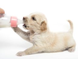 The Best Puppy Milk Replacers