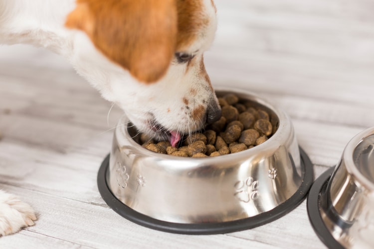 The Best Dry Dog Foods