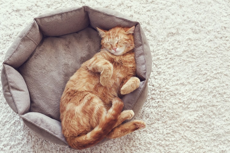 best cat bed