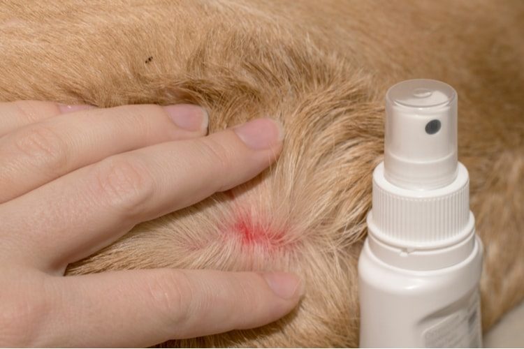 flea treatment for outside dogs