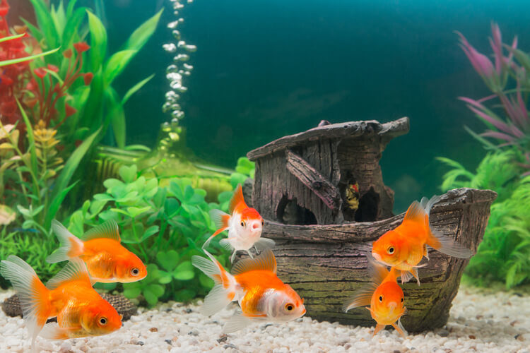 fish aquarium decor