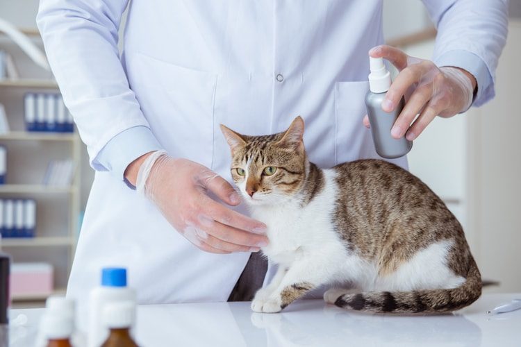 natural flea spray for cats