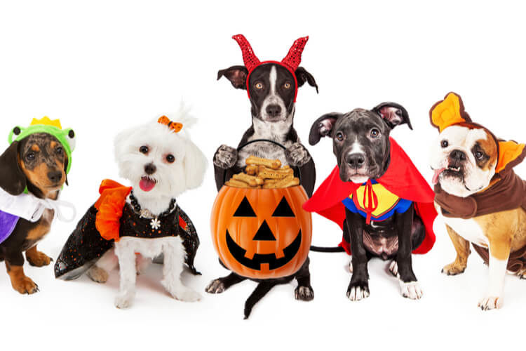 large breed dog halloween costumes