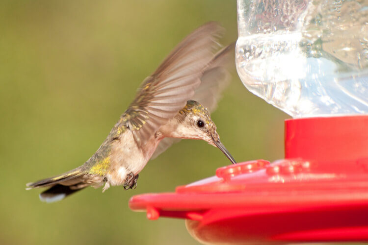 The 25 Best Hummingbird Food and Nectar of 2020 - Pet Life ...