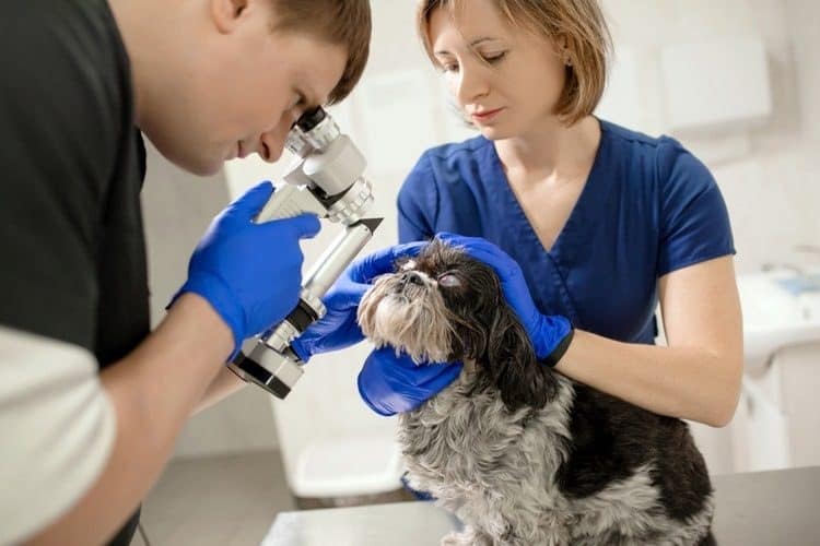 The Best Pet Insurance Companies in New York