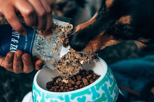 Spot & Tango Dog Food Taste Test