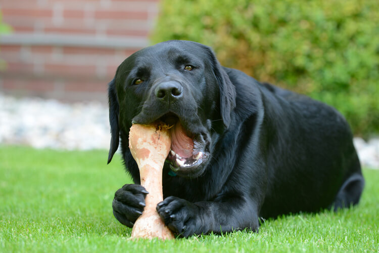 healthiest dog bones