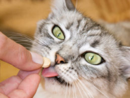 The Best Glucosamine for Cats