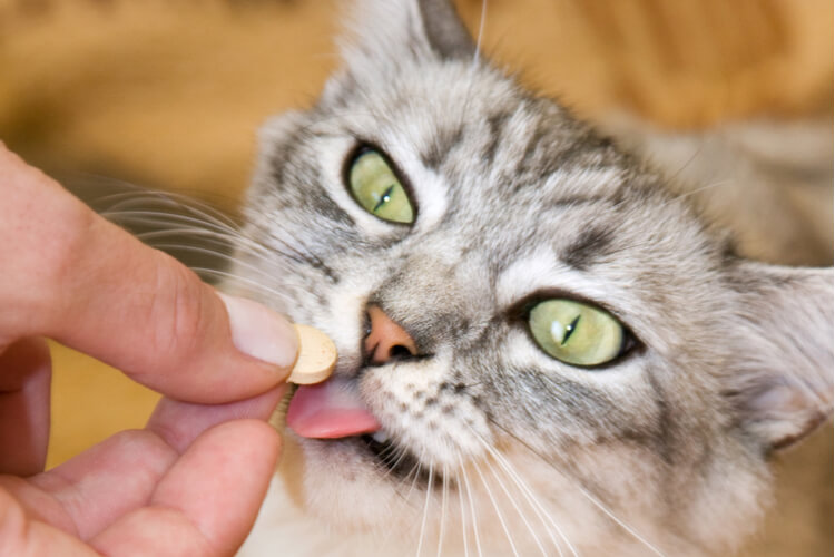 joint relief for cats