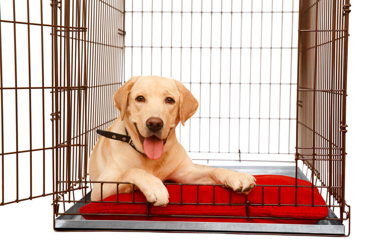best heavy duty dog crate