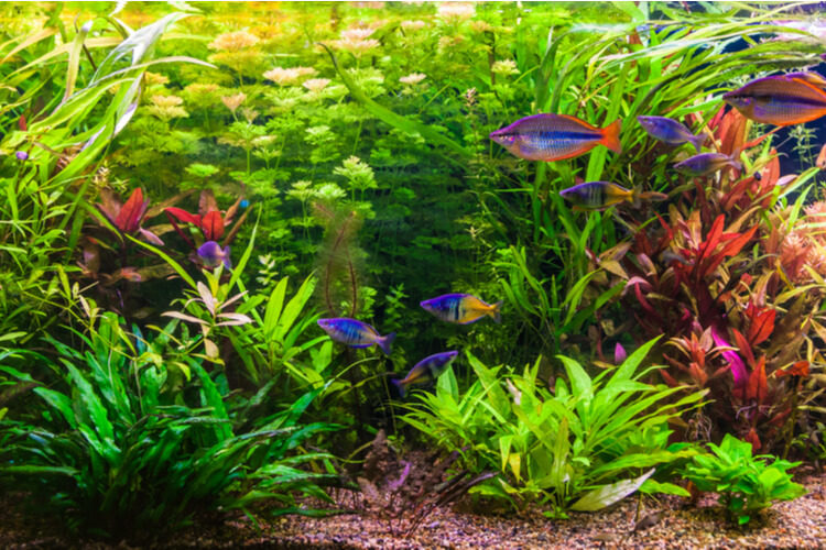 live plants in fish bowl