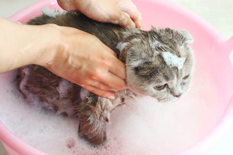 best cat shampoo for dry skin