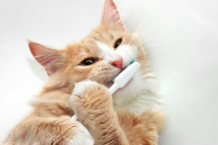 The 25 Best Cat Toothbrushes of 2020 Pet Life Today