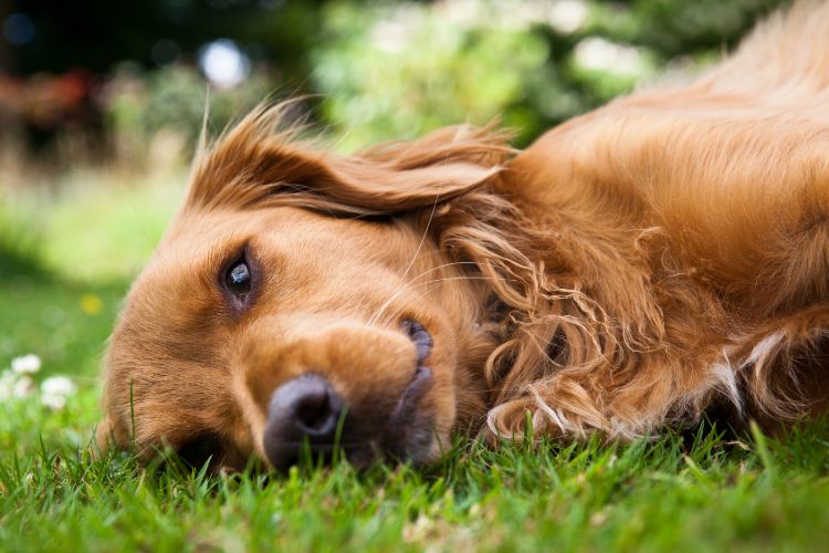 dogs with catnip