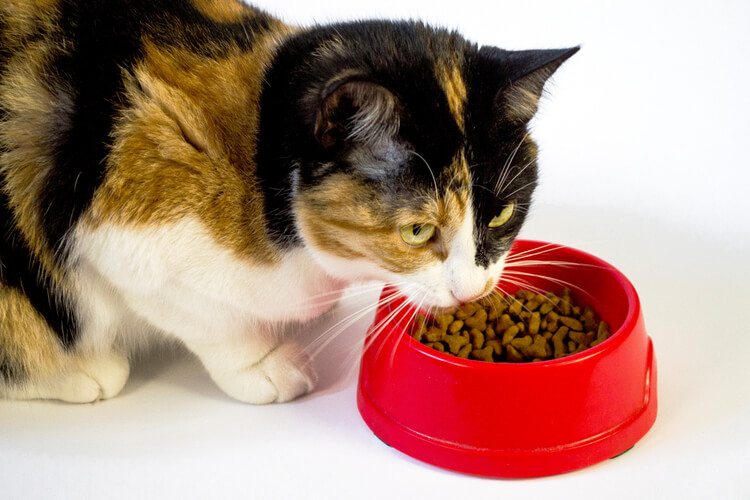 best food for cats with dry skin
