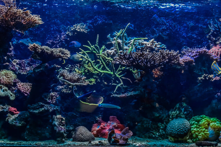 small fish tank backgrounds