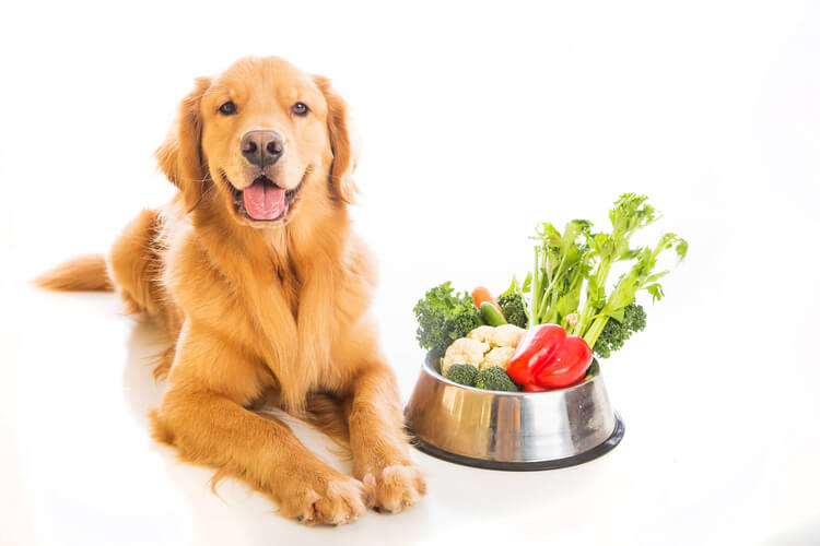 low protein diet for dogs