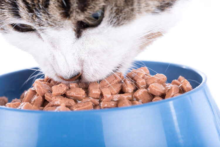 science diet cat food target