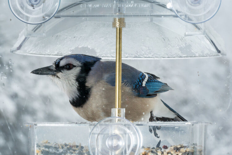 best window bird feeder reviews