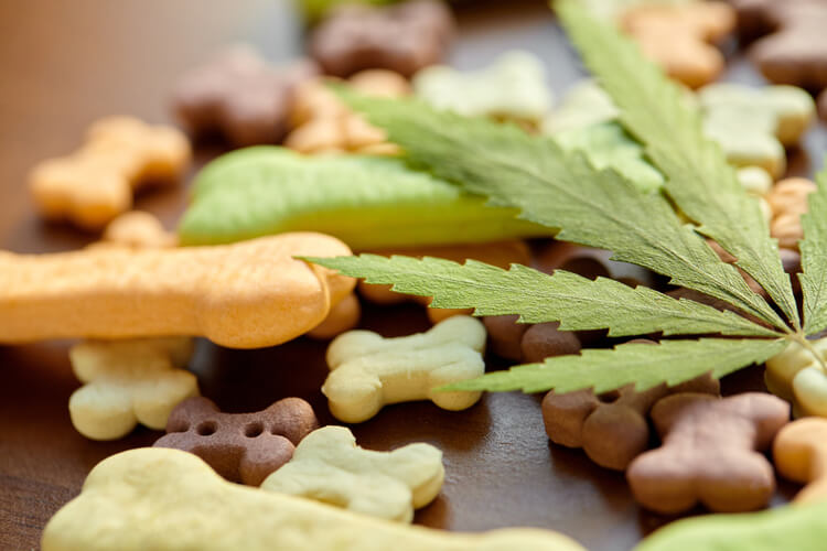 best cbd treats for large dogs