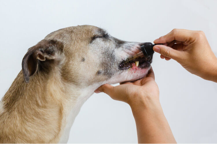 Best CBD Oil for Dogs â€” Buyer's Guide ...observer.com