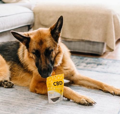 A German shepherd smelling a bag of CBD dog treats