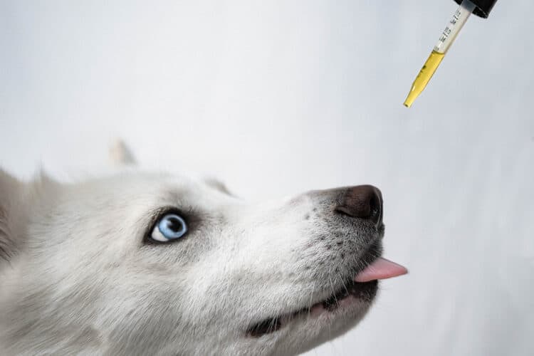 The 5 Best CBD Oils for Dogs (Review ...dogsrecommend.com