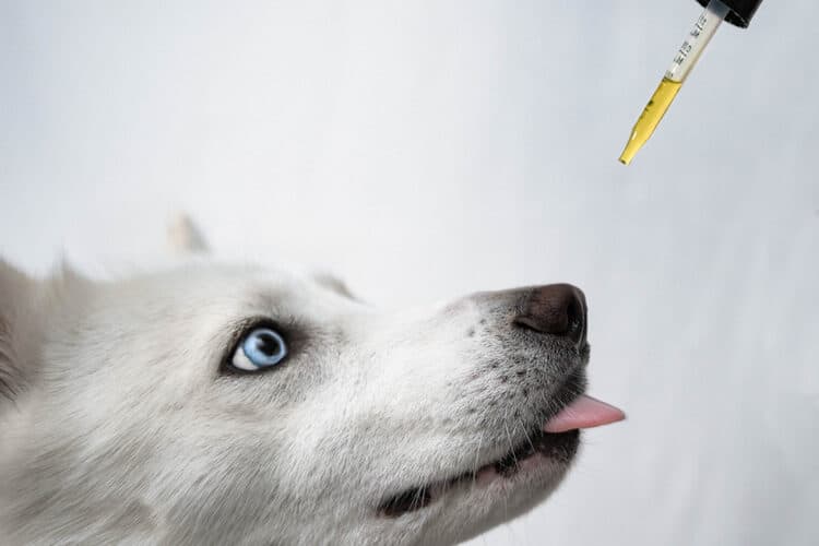 CBD Oil For Dogsmarket.dogsnaturallymagazine.com