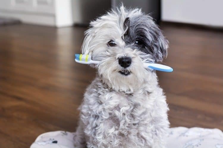 chewable toothbrush for dogs