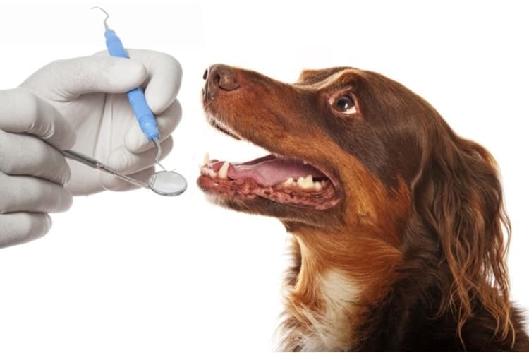 The 5 Best Pet Dental Insurance Plans for Dogs and Cats in ...