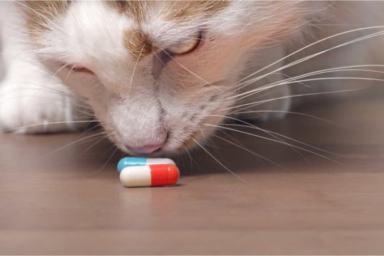How to Give a Cat a Pill (A Vet's Advice) Pet Life Today