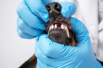 Why is my Dog Losing Teeth? And What Should I Feed My Dog?