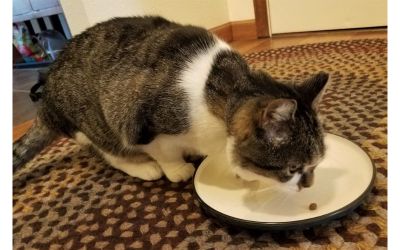 Minerva the cat eating Smalls turkey kibble from a plate