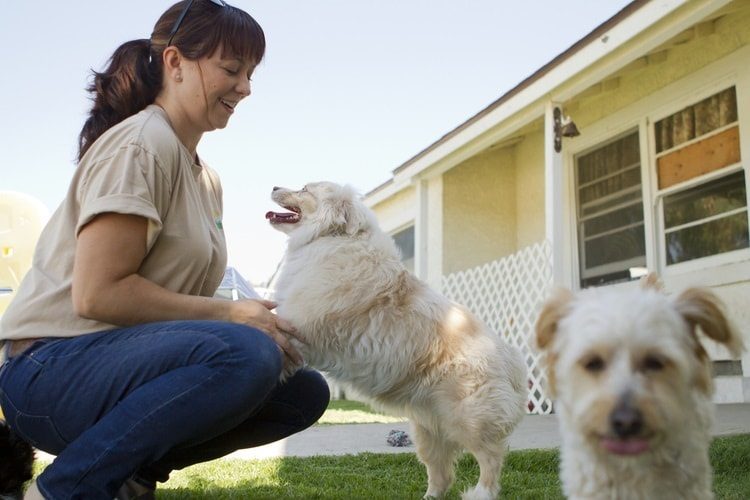 The 10 Best Dog Boarding Providers in San Diego, CA Pet Life Today