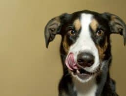 Dog with Tongue Out