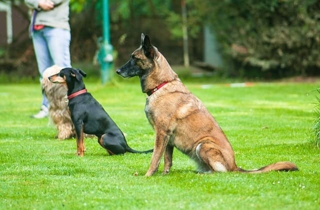 Dogs participating in obedience training outdoors