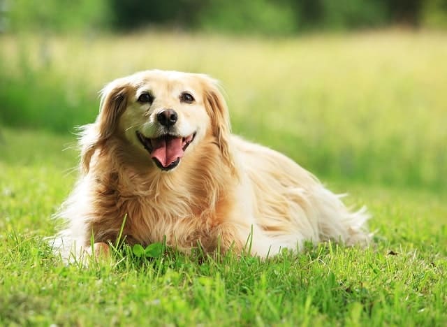 Dog laying in the grass outdoors